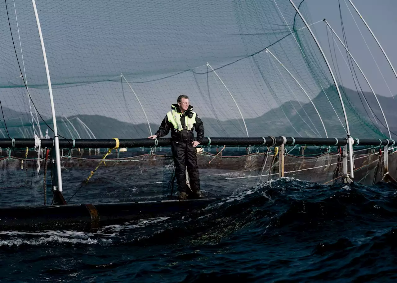 Grieg Seafoods driftsresultat faller i fjerde kvartal