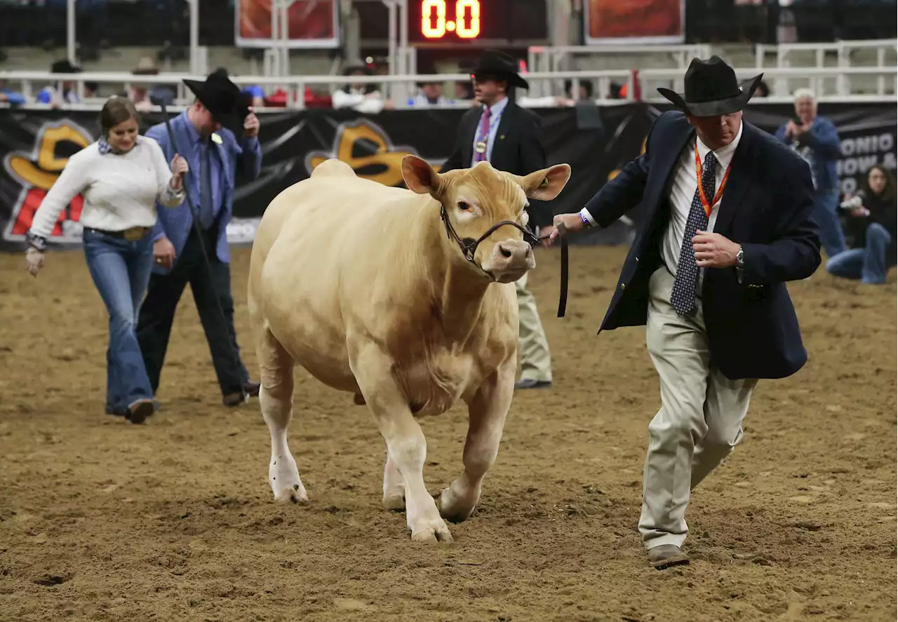 From lambs to heifers, here's how to livestream the San Antonio Rodeo's stock shows