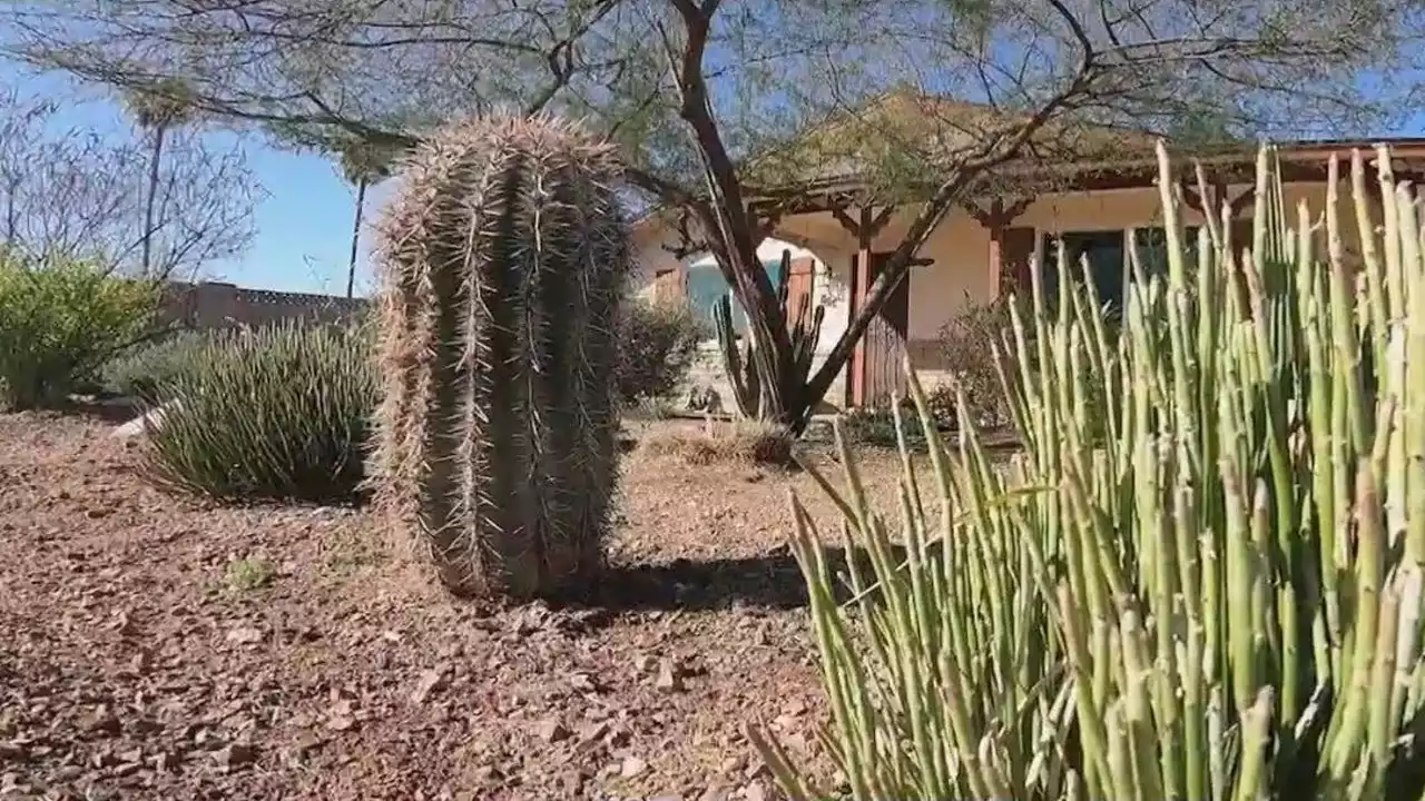 Ditch grass, get cash: Mesa offers $1K cash incentive for xeriscaping