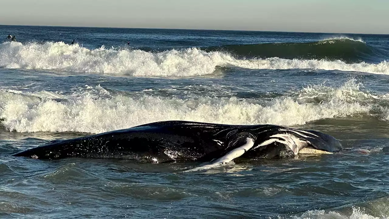 'Alarming' increase in whale deaths blamed on wind energy projects: 'Unprecedented in the last half-century'