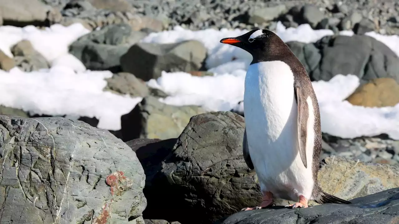 Wie Pinguinen ihre engen Kurven unter Wasser gelingen