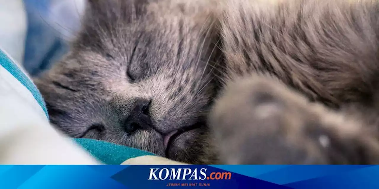 Apakah Hewan Bisa Bertahan Hidup Tanpa Tidur?