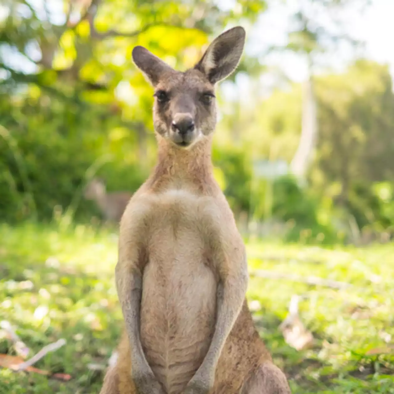 Kangaroo escapes home in Hood County where he was kept as a pet - KRLD News