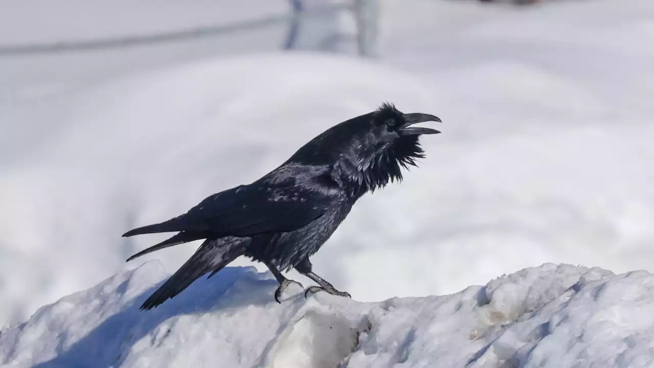 Making sense of raven talk