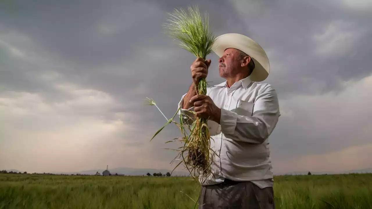 México rompe barrera de los 50 mil mdd en exportaciones agroalimentarias durante 2022