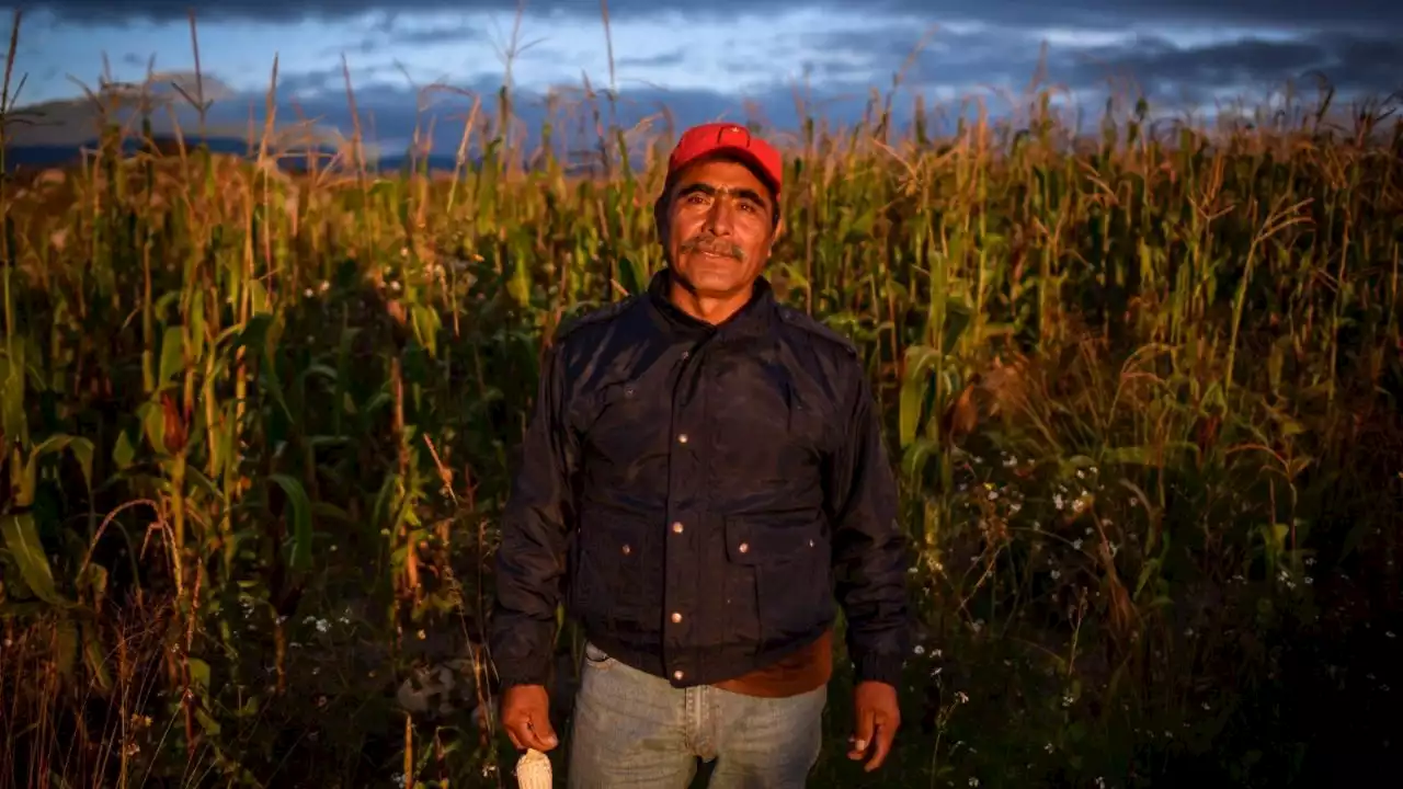 Sin maíz transgénicos, necesario impulsar el campo mexicano: investigadores de Chapingo