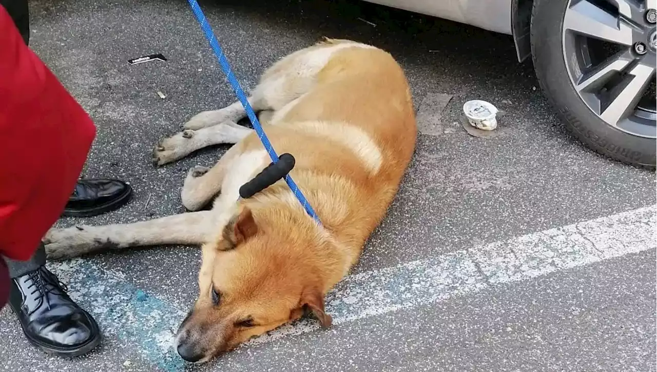 Roma, cane abbandonato all'alba davanti a supermercato