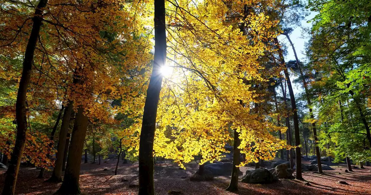 Les arbres d’une forêt sont-ils vraiment connectés entre eux par un « internet des sols » ?