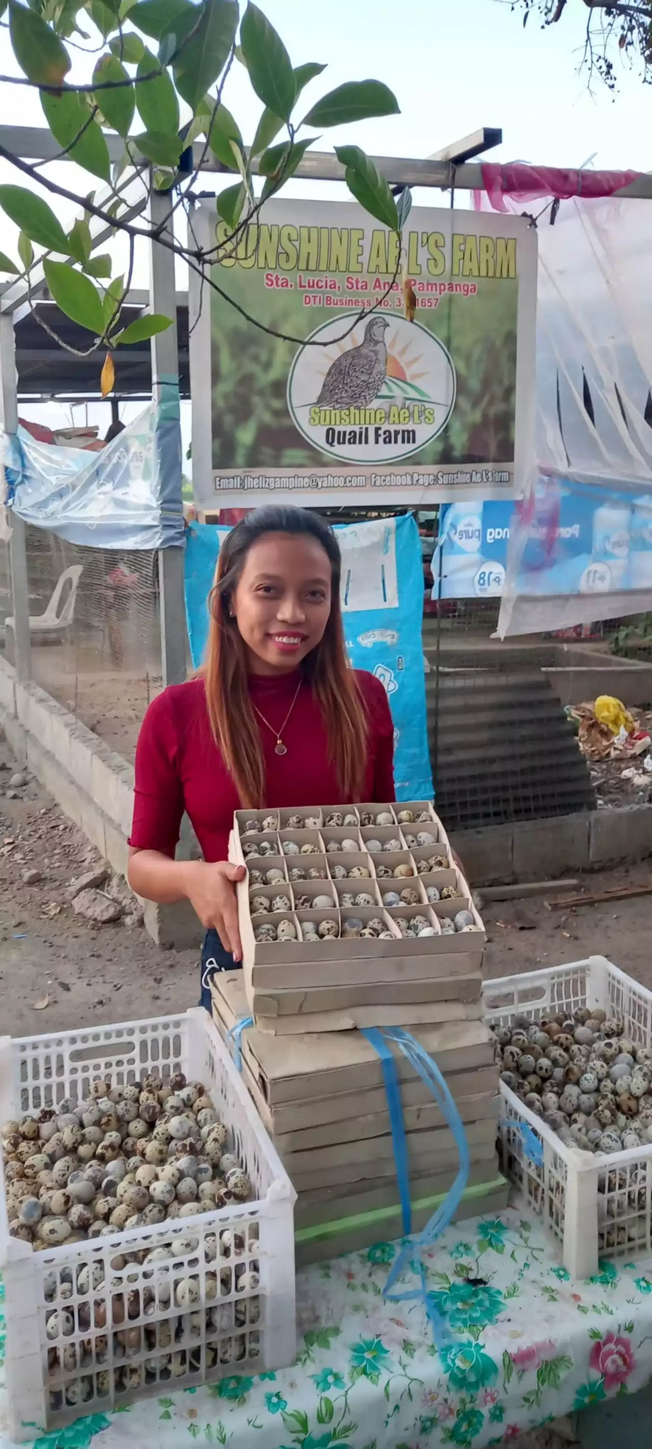 Quail egg farming is an excellent side business to create additional income