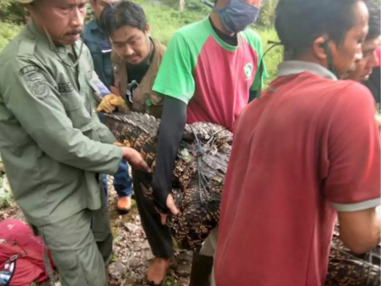 Buaya Berkeliaran di Sawah Demak Berhasil Ditangkap