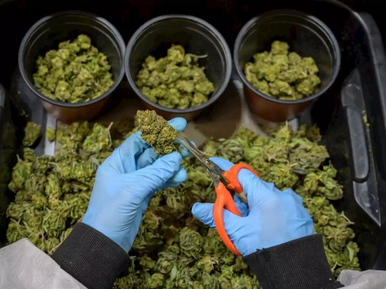 Cannabis producers say 'crushing' taxes, fees have made legal industry 'uneconomic'