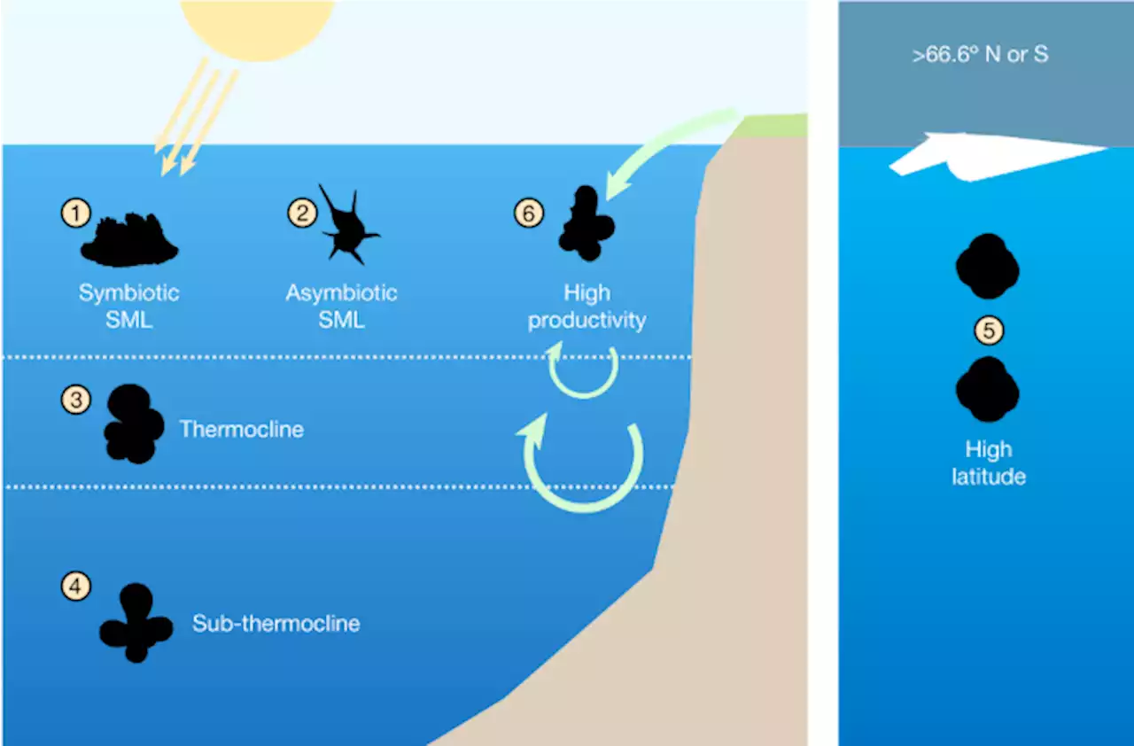 Late Cenozoic cooling restructured global marine plankton communities - Nature