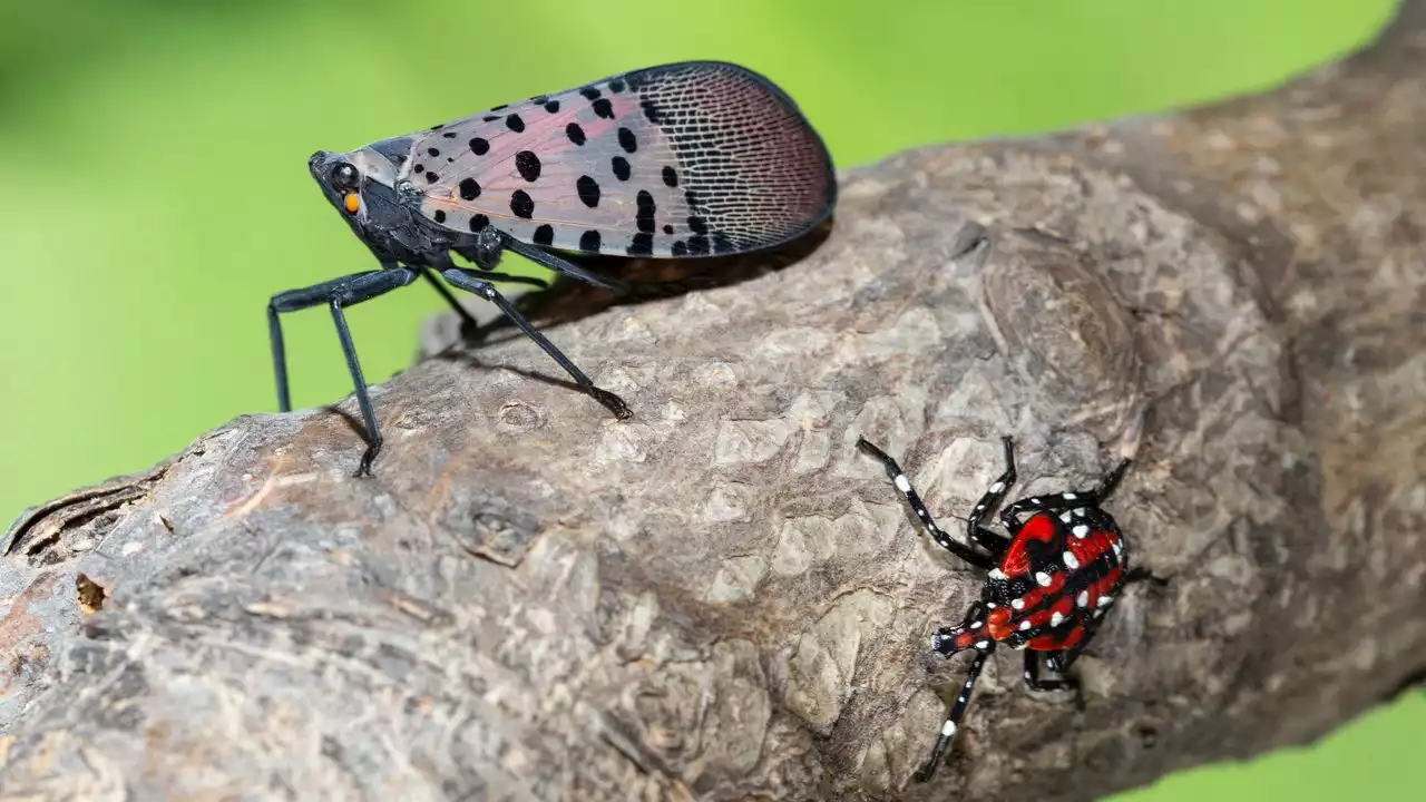 Spotted lanternfly, stink bug invasion timing and warmer winter explained