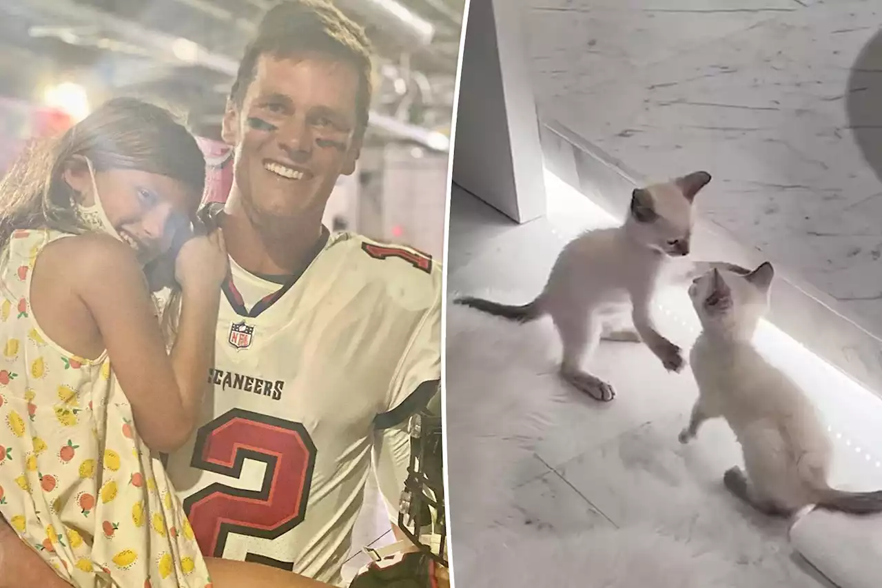 Tom Brady adopts two kittens at daughter’s request: ‘Vivi wins again’