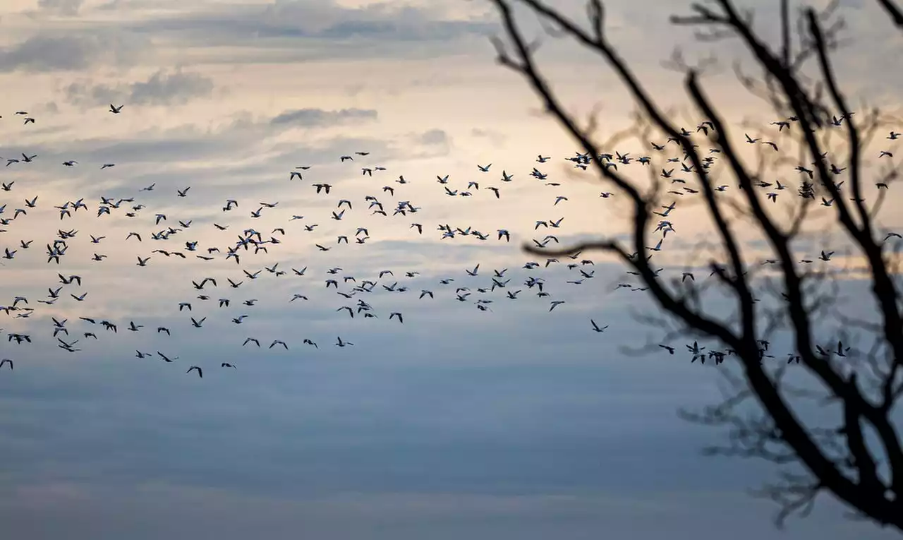 Snow geese make their yearly stop at Middle Creek: video, photos