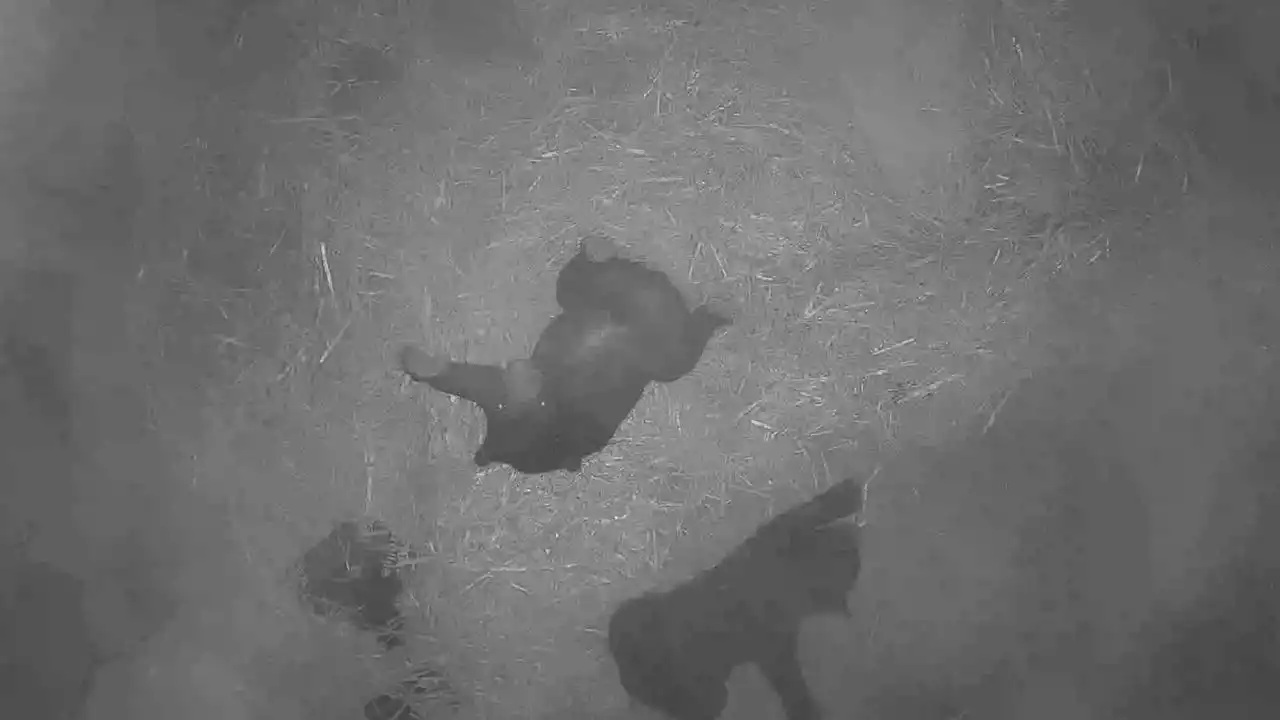 Two adorable endangered sloth bear cubs born at Philadelphia Zoo - when can you see them?