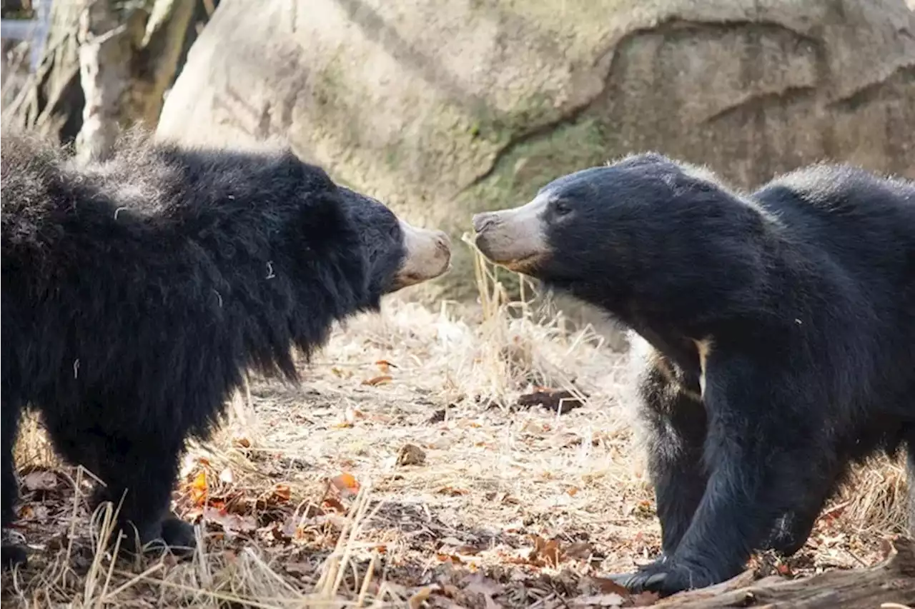 Two sloth bears are born at the Philadelphia Zoo, but - shush! - they’re still in their den