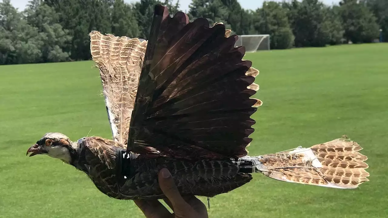 Researchers are stuffing drones into taxidermy birds to make them seem more 'natural'