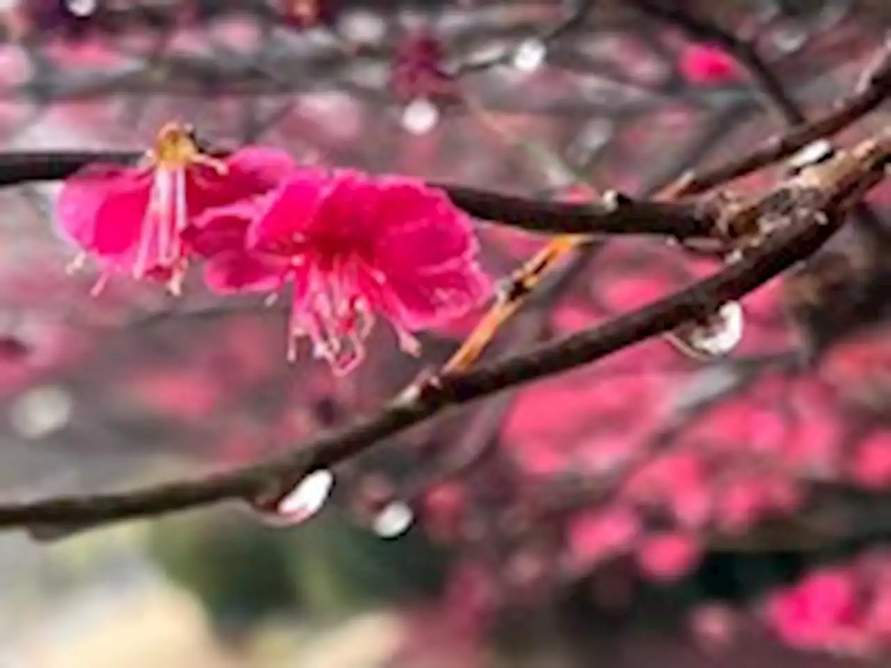 D.C.-area forecast: Near 70 today before strong front ushers in colder air Friday