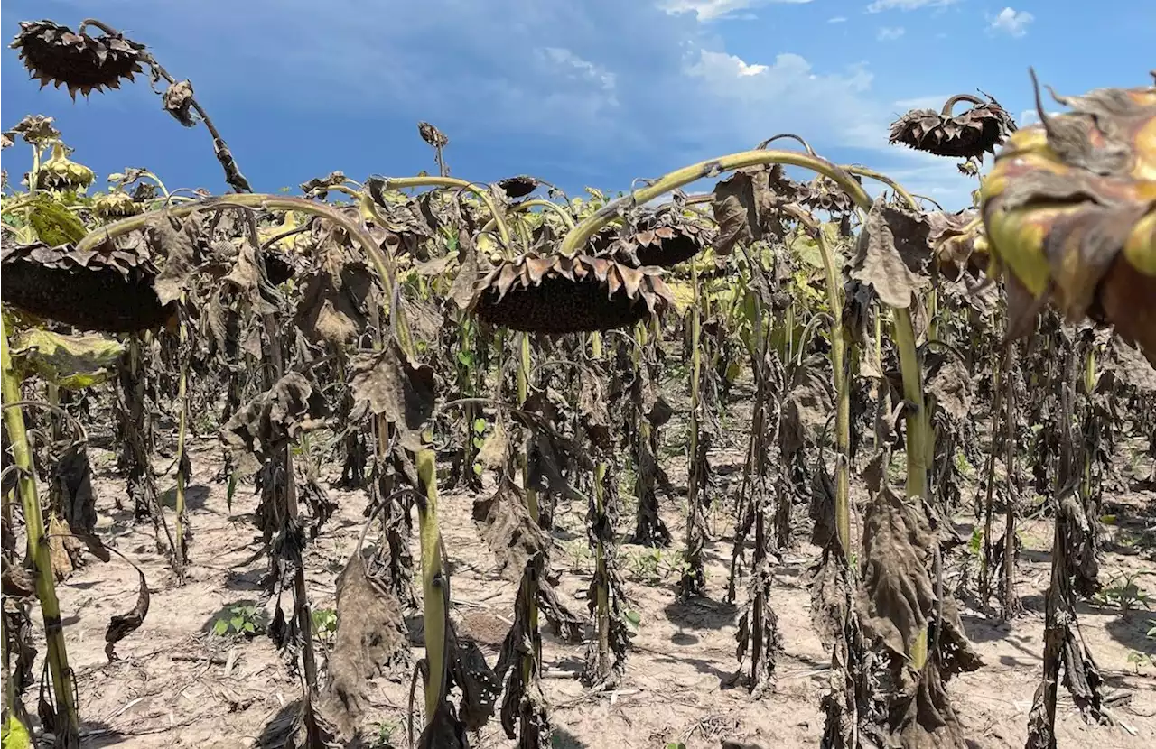 In Argentina's drought-hit fields, billion-dollar losses and farmers going under