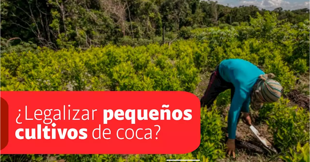 Alarmante: resolución del Consejo Nacional de Estupefacientes prácticamente legalizaría pequeños cultivos de coca