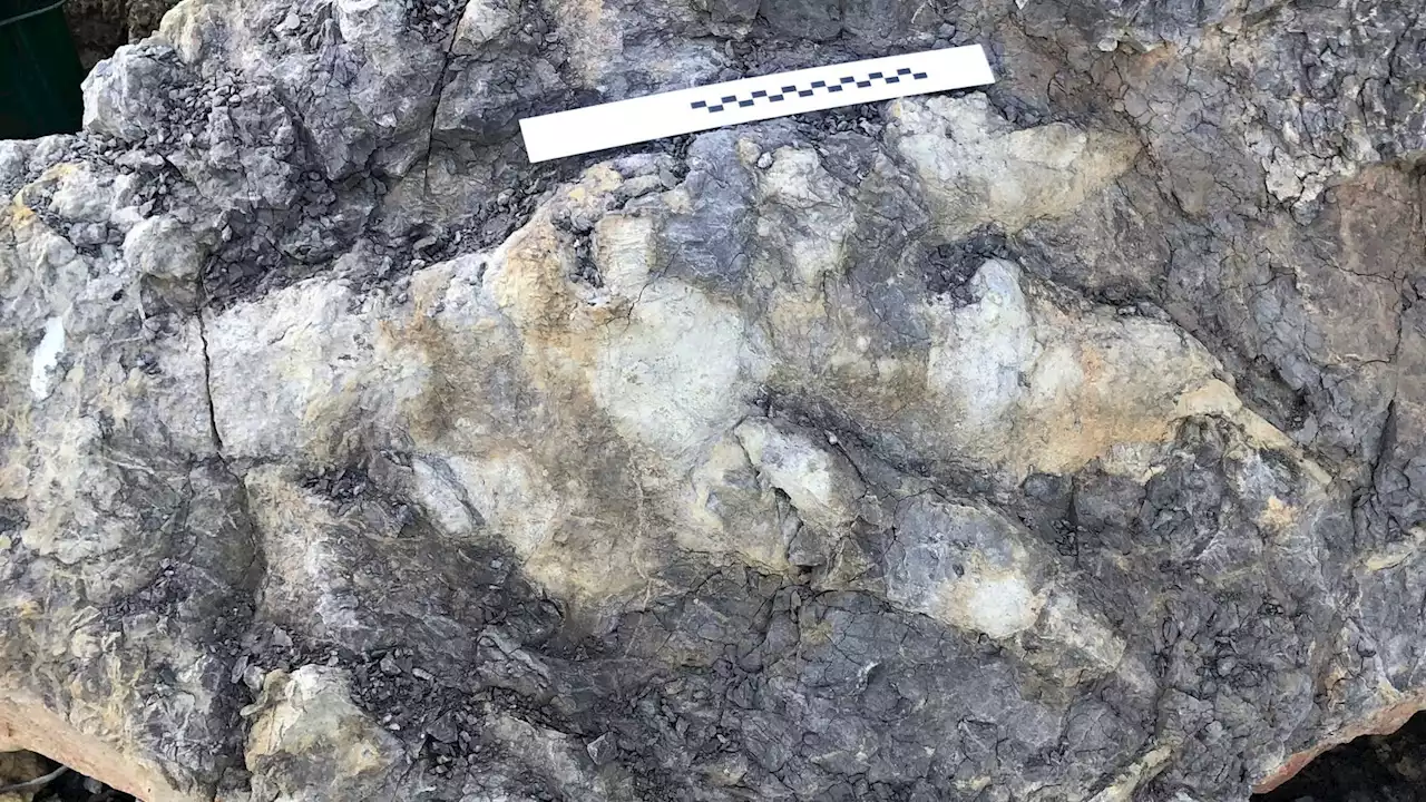 Giant dinosaur footprint the largest ever found in Yorkshire, say experts