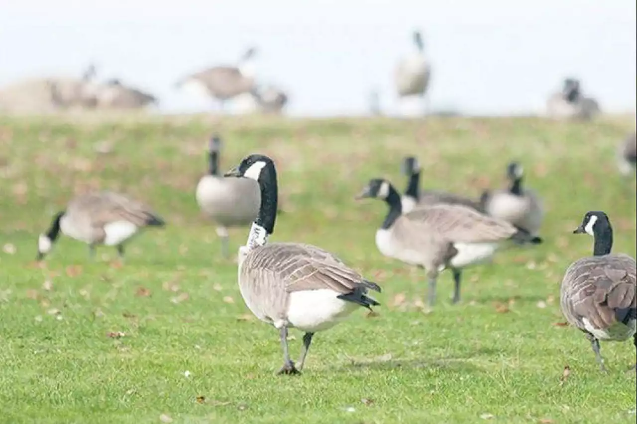 23 geese killed by cars in 3 days’ time in Richmond, sparking warning about the snowbirds - Terrace Standard