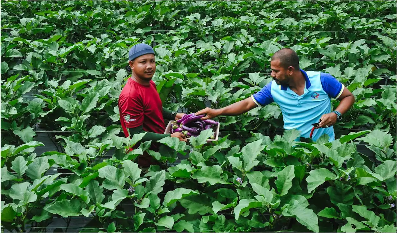 180,000 pekerja asing diperlukan dalam sektor pertanian