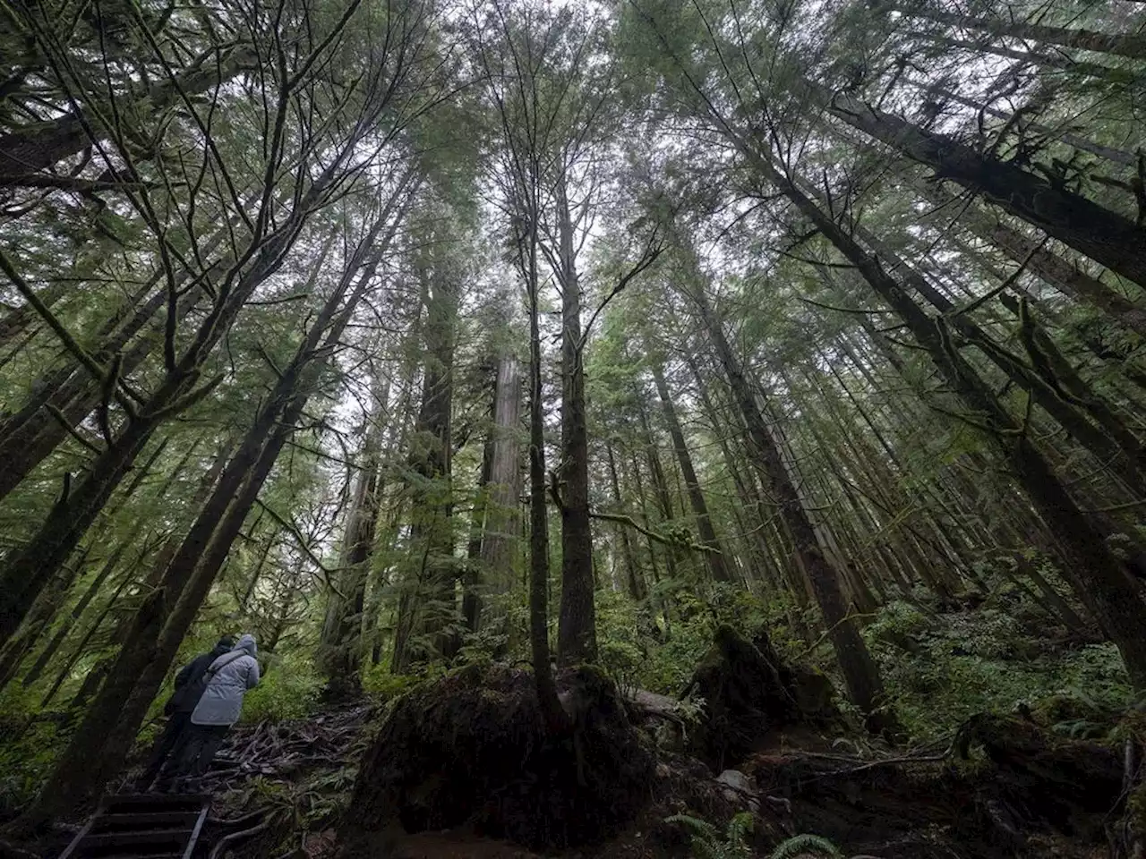 Old-growth logging deferrals in B.C. increase to 2.1 million hectares: minister