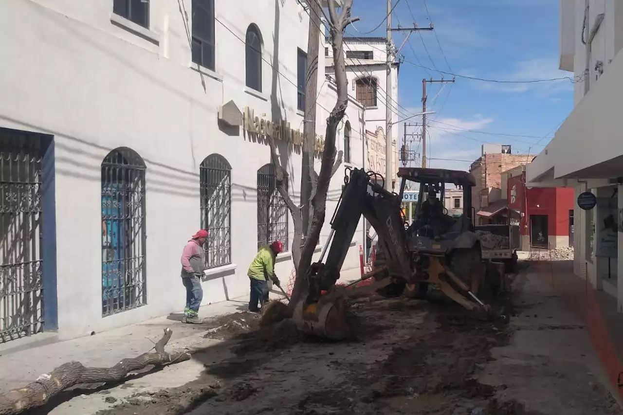 Retiran árboles del callejón Ocampo en Centro de Saltillo, tras modificaciones de Paseo Capital