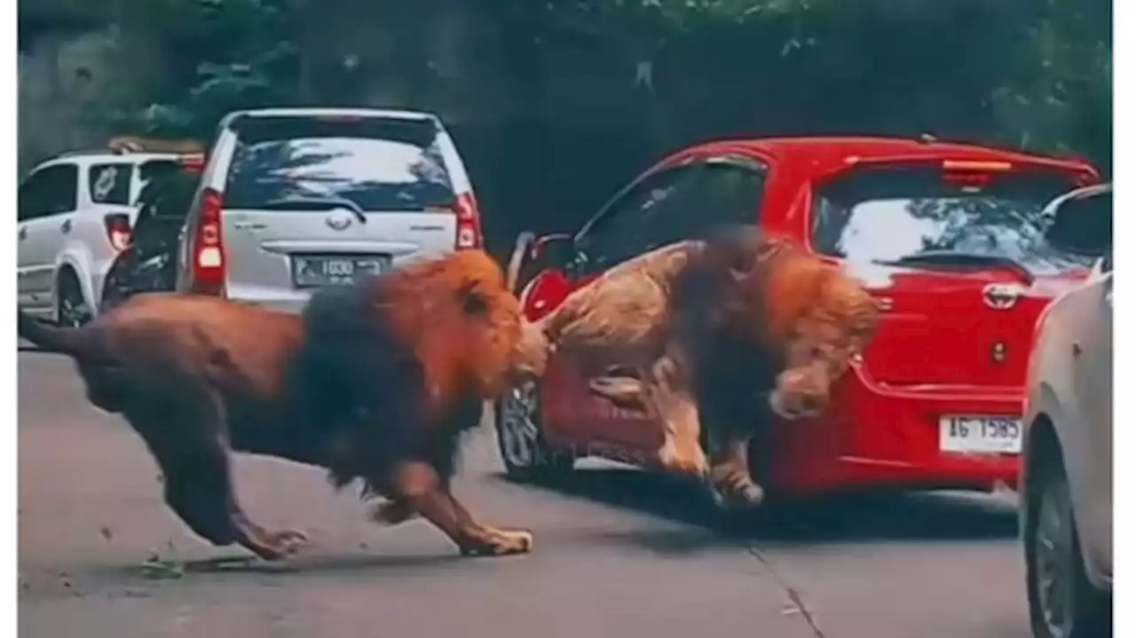 JRP Tanggung Kerusakan Mobil yang Diseruduk Singa di TSI Prigen