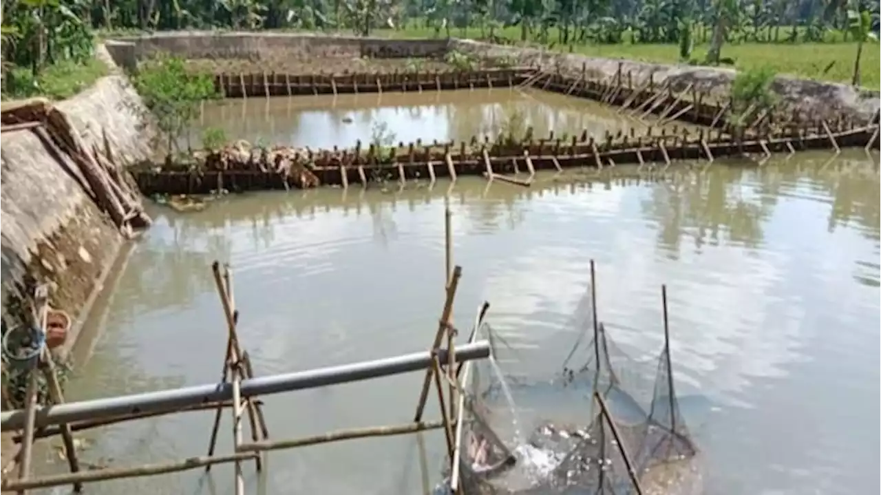 Kini Warga di Banten Lebih Mandiri Lewat Usaha Pertambakan Ikan dan Pertanian