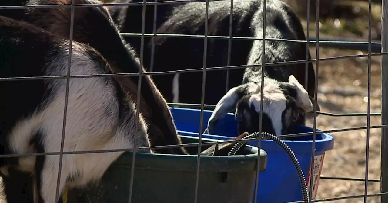 'That scares me:' East Palestine residents have drinking water concerns; say pets are their proof