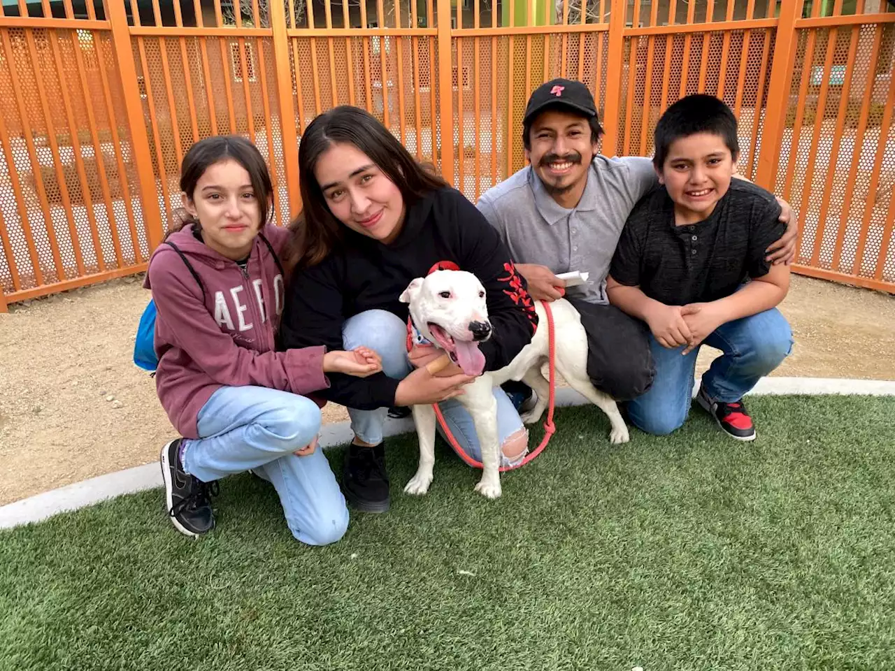 Dog famed for living with coyotes in Nevada desert has emotional reunion with family