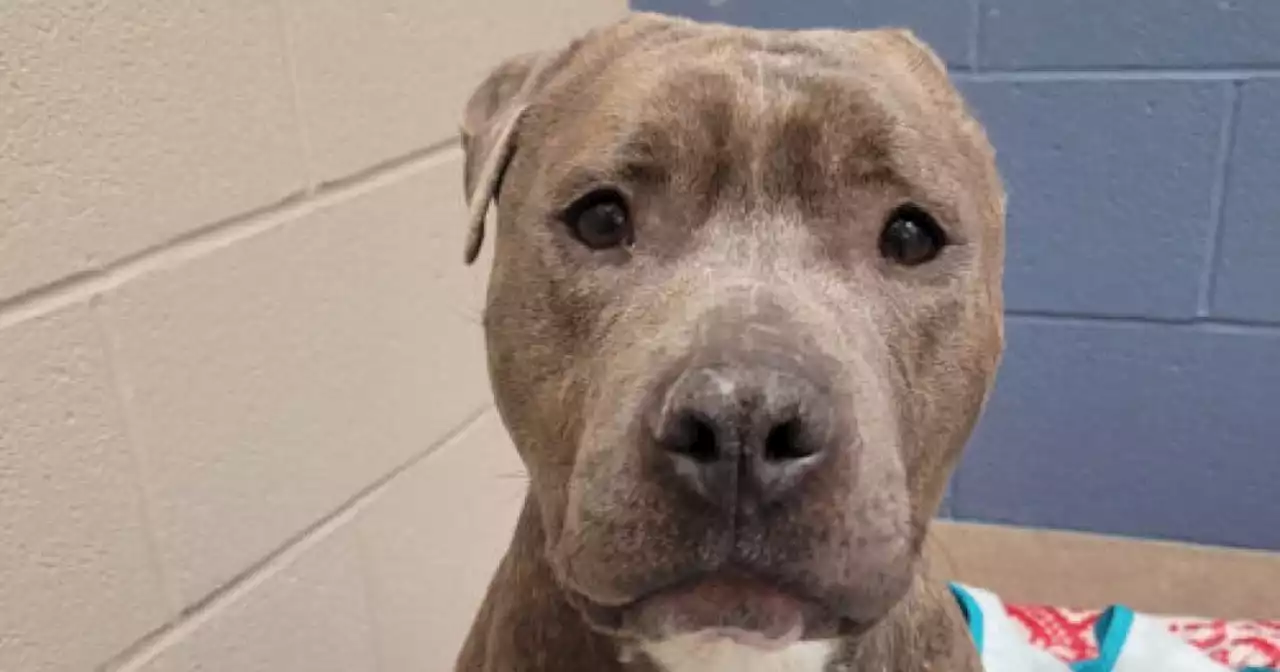 One-eared shelter dog removes matching ear from his favorite stuffed toy