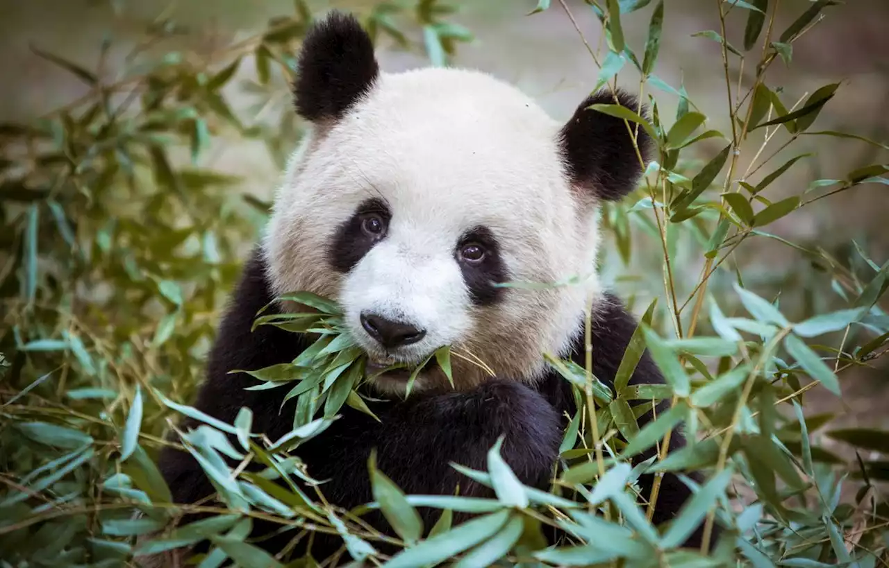 Pourquoi le panda est-il menacé d’extinction ?