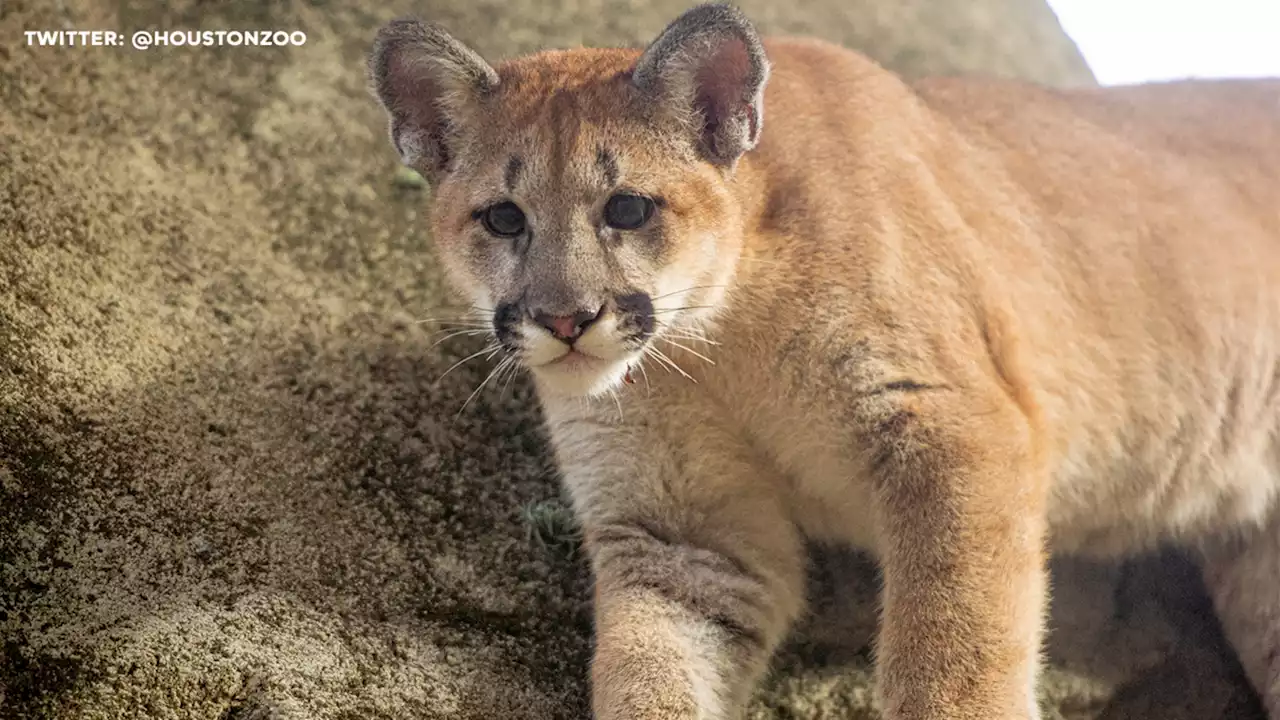 Cougar cubs make public debut at Houston Zoo, including University of Houston mascot Shasta VII