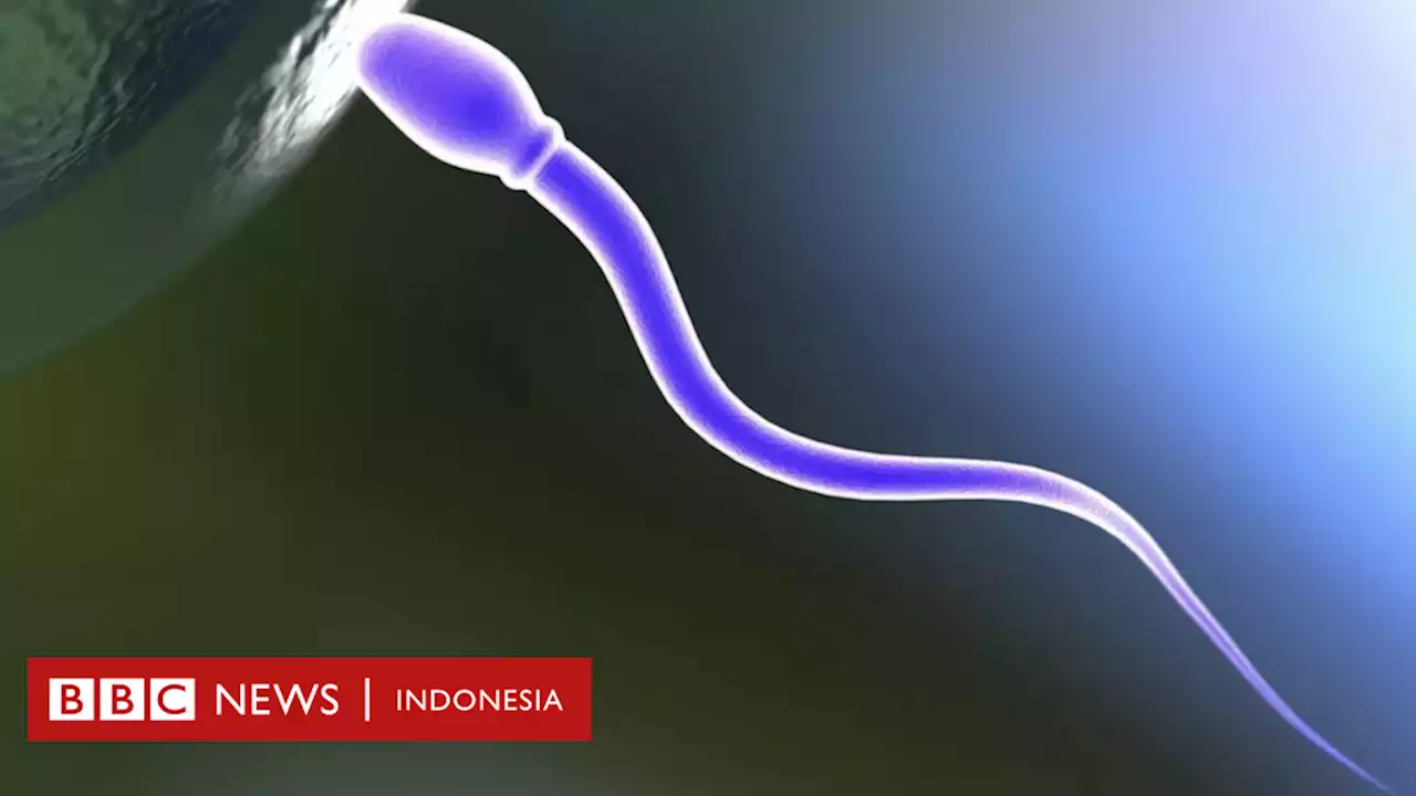 Pil kontrasepsi pria: Prototipe bekerja dengan menghentikan sperma berenang - BBC News Indonesia