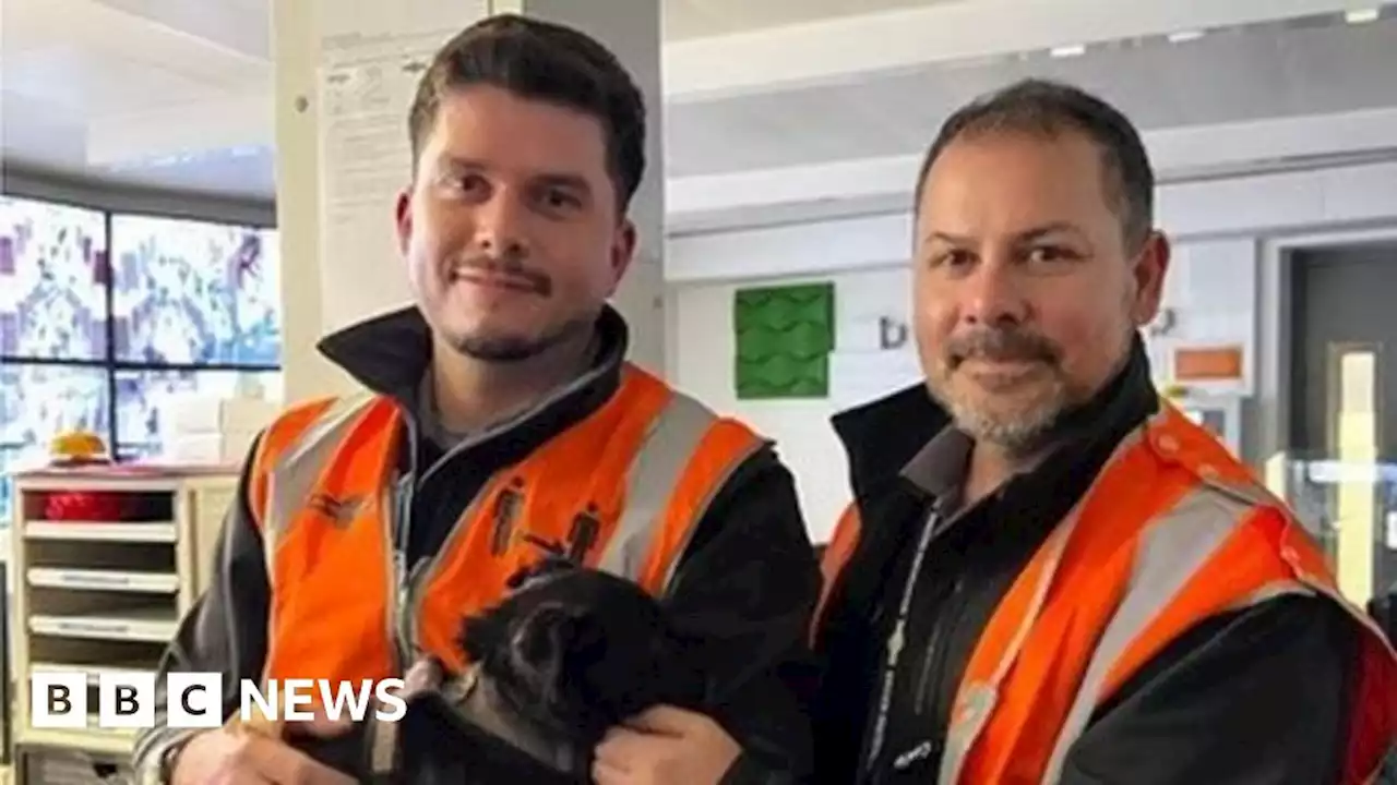 Puppy rescued from busy railway by trainee driver