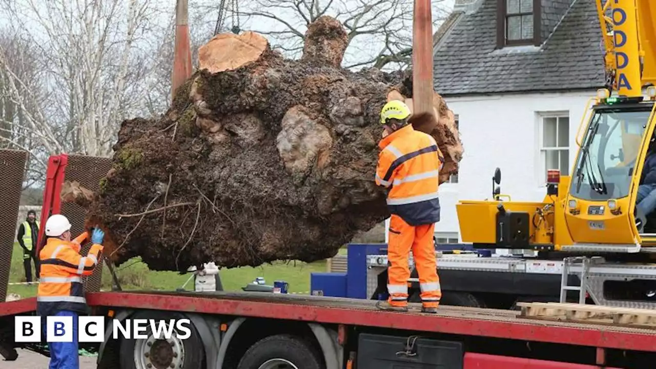 Wych elm removed from Highland village after 800 years