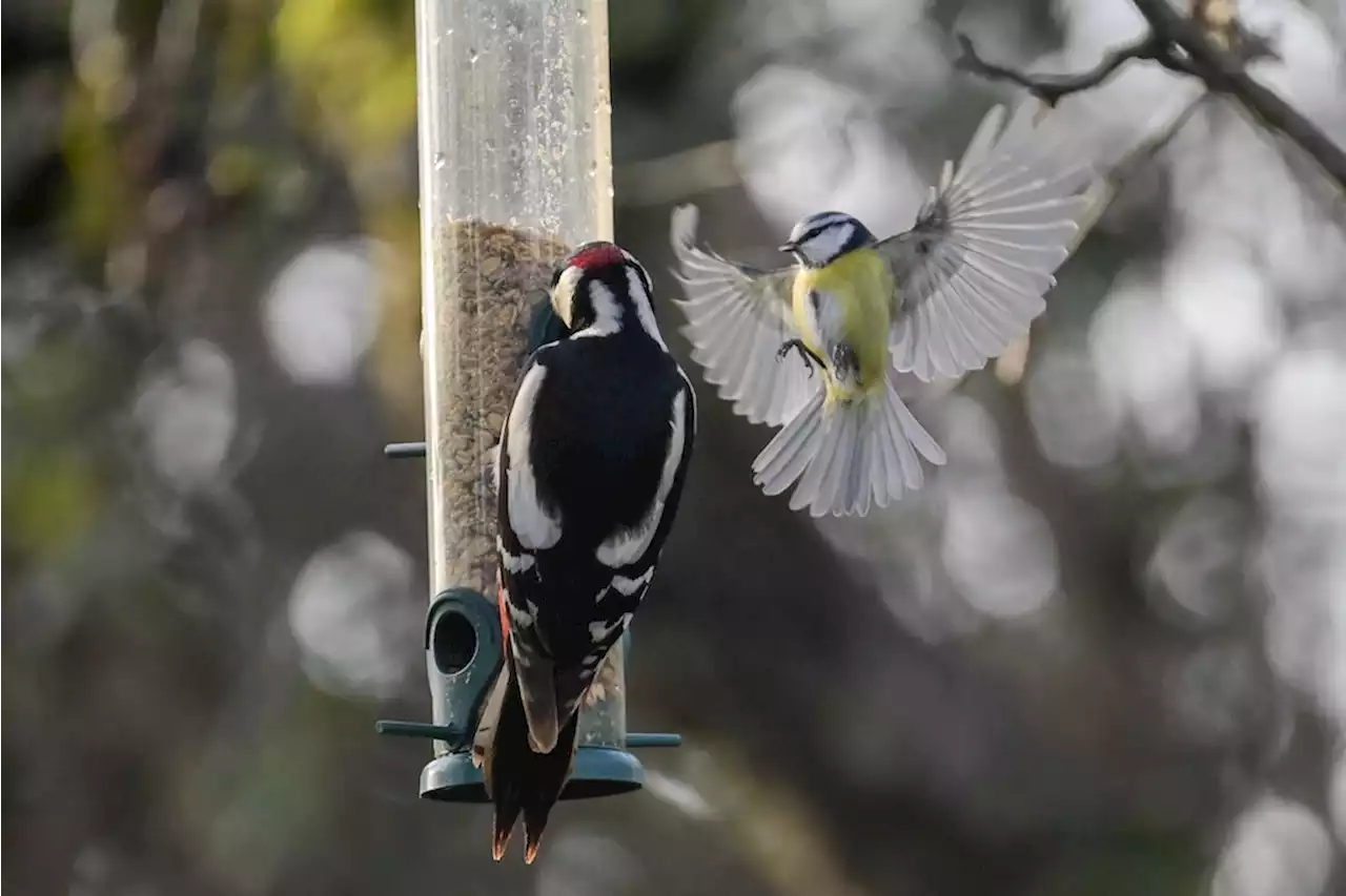 Amsel, Meise, Rotkehlchen: Warum sind gerade so wenige Vögel am Futterhaus?