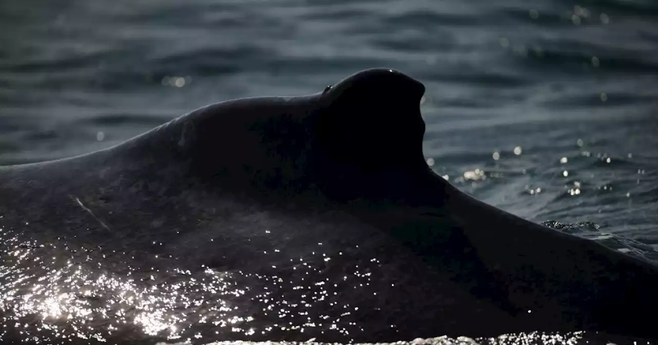 Las ballenas ya no cantan para atraer a sus parejas, ahora luchan por ellas, según estudio