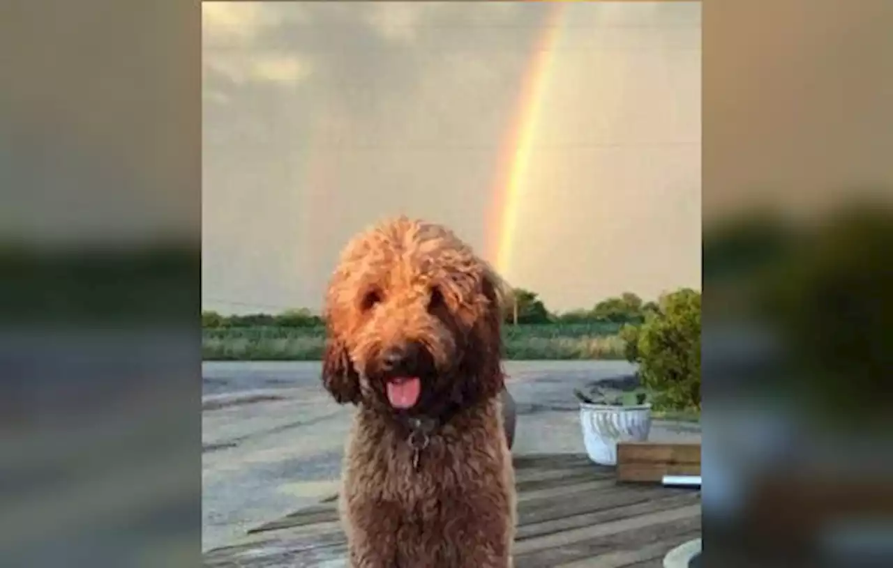 WATCH: Dog Stolen with Car in Illinois Reunites with Family in Alabama