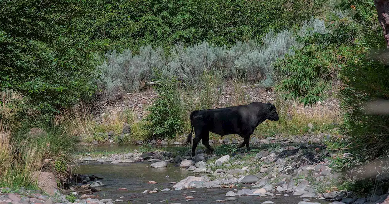 Feral cows to be shot dead from helicopter in U.S. national forest: 'A difficult decision'