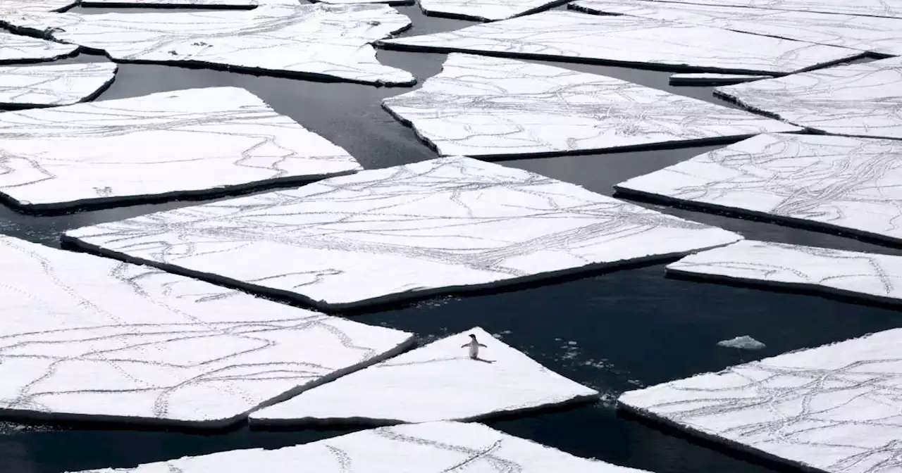 Antarctique. La superficie de la banquise du pôle Sud n’a jamais été aussi petite