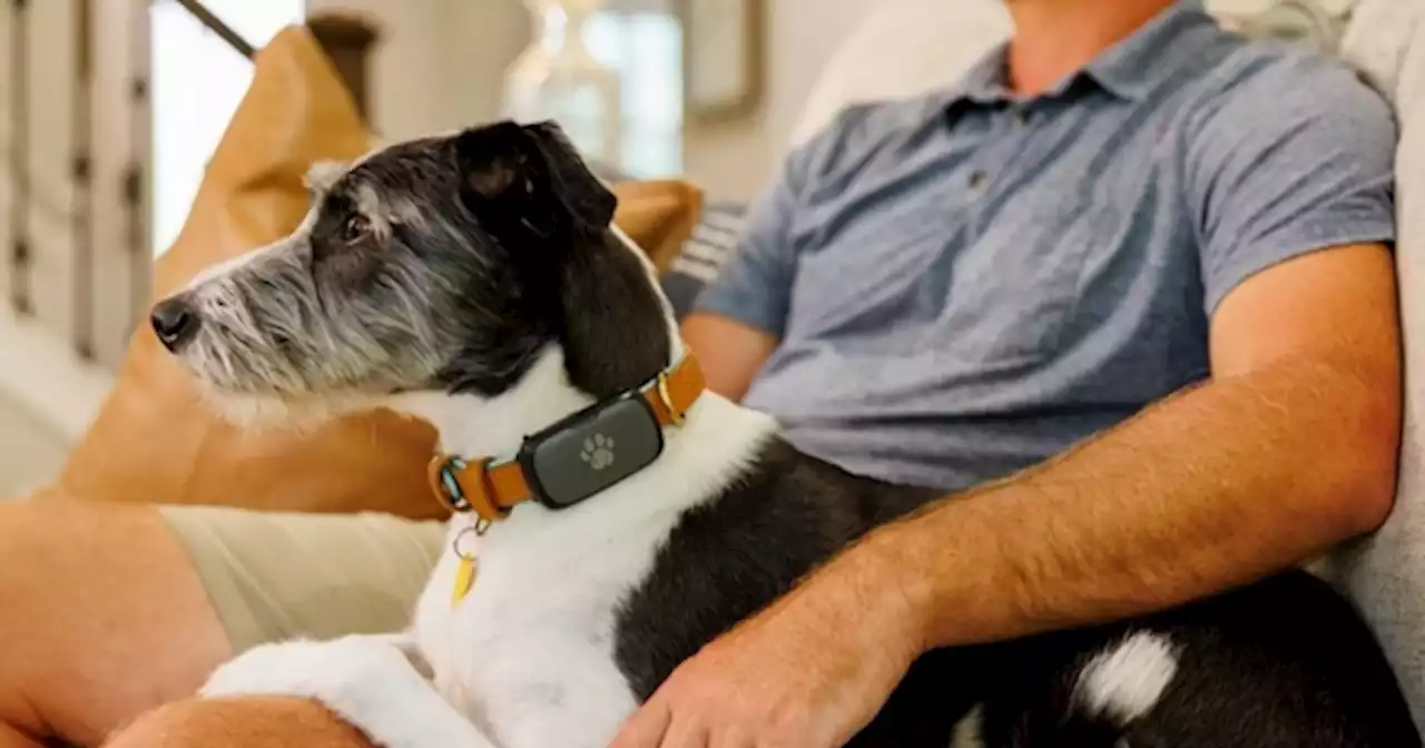 Es gratis y puede salvarle la vida a tu mascota: c�mo conseguir el nuevo collar inteligente anti p�rdidas