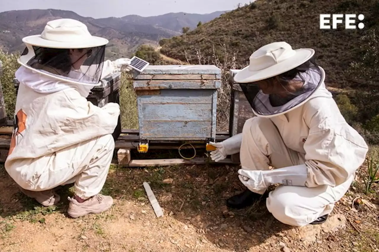 Arranca un proyecto para 'repoblar' España de abejas ibéricas