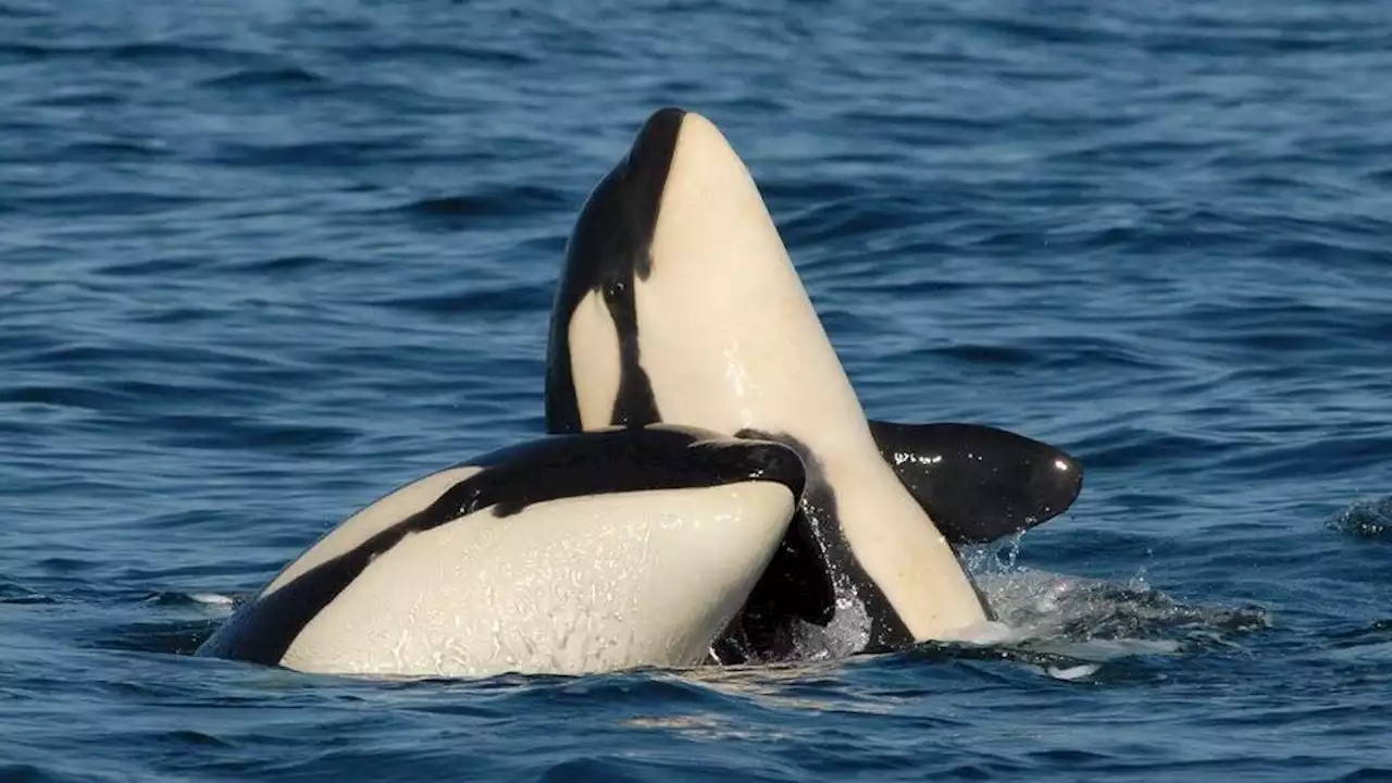 Las ‘ballenas asesinas’ macho dependen de su mamá incluso en la adultez