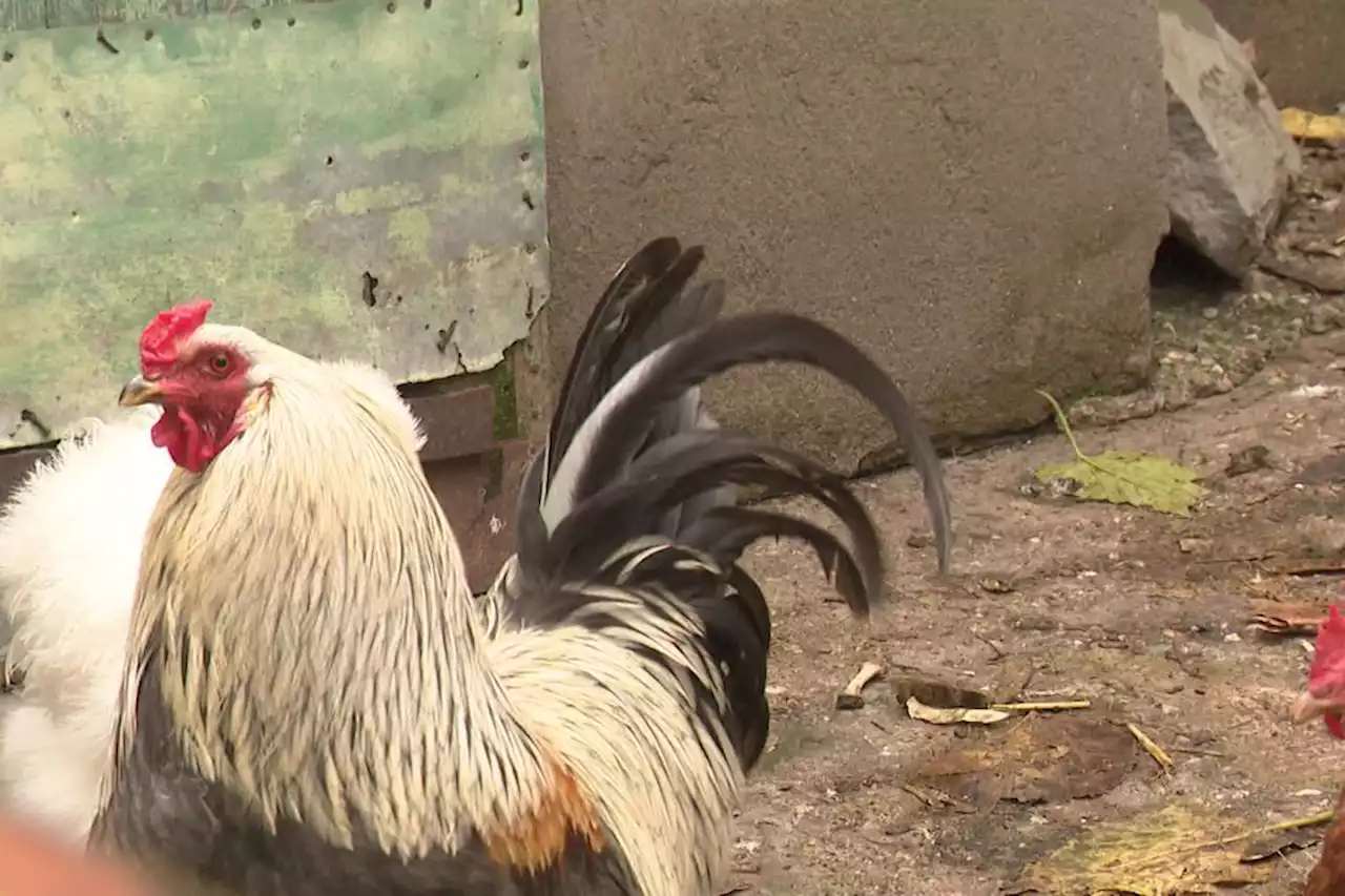Carcassonne : le coq Saturnin sauvé de la disgrâce, la justice l'autorise à rester dans son village