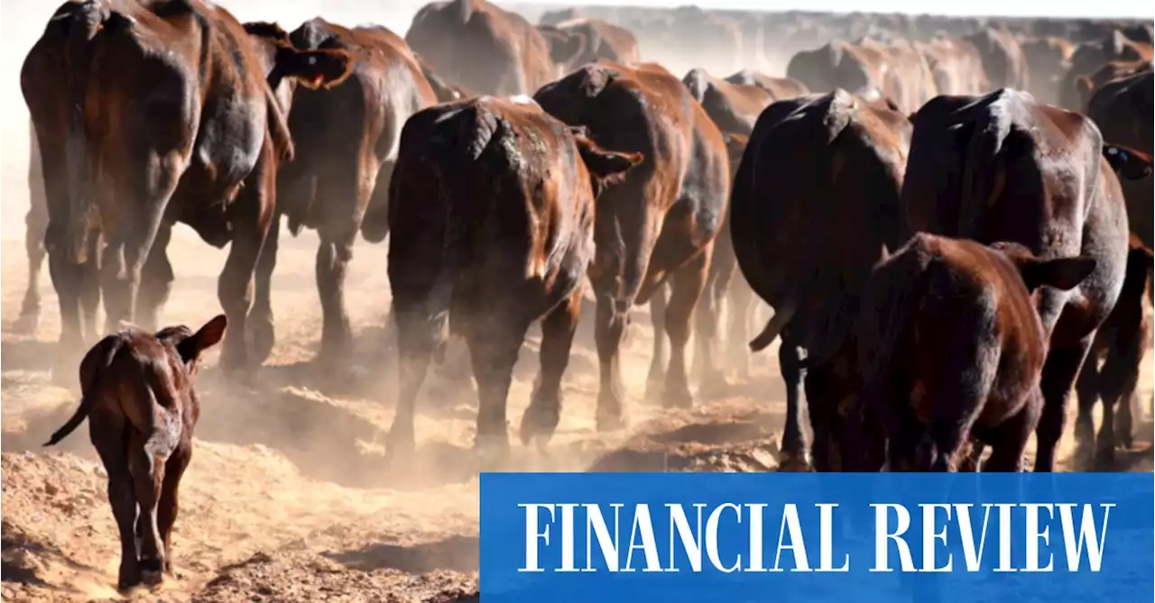 Wellard profit slides 90 pc as live cattle trade in dire straits